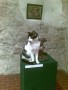 kot na wystawie